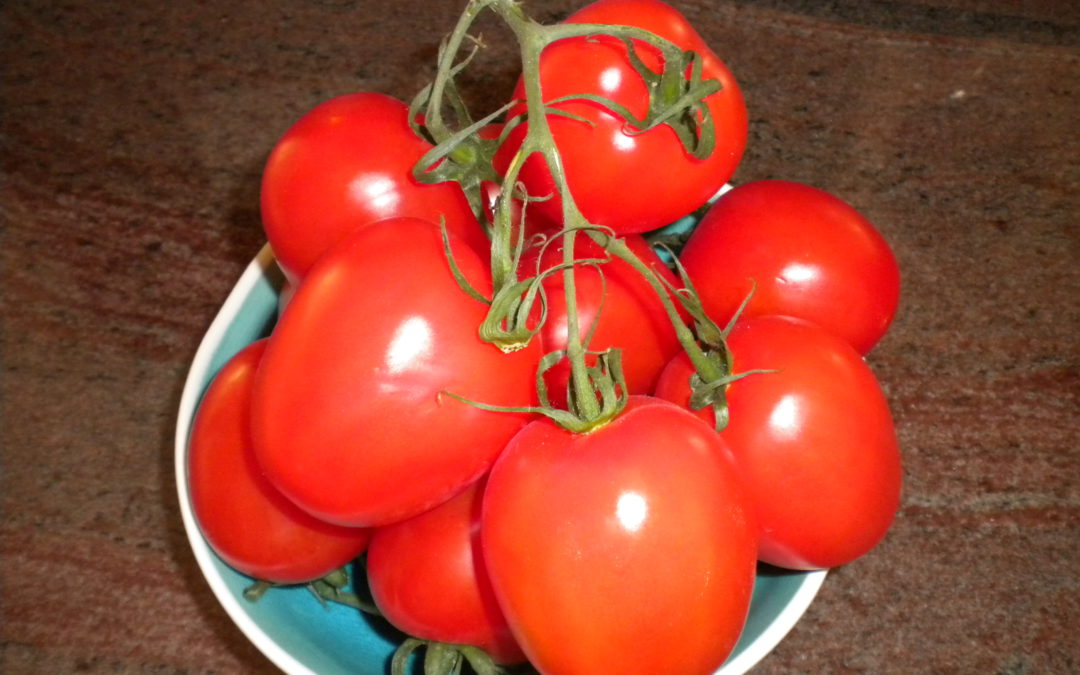 Tomatoes, tomatoes, tomatoes!