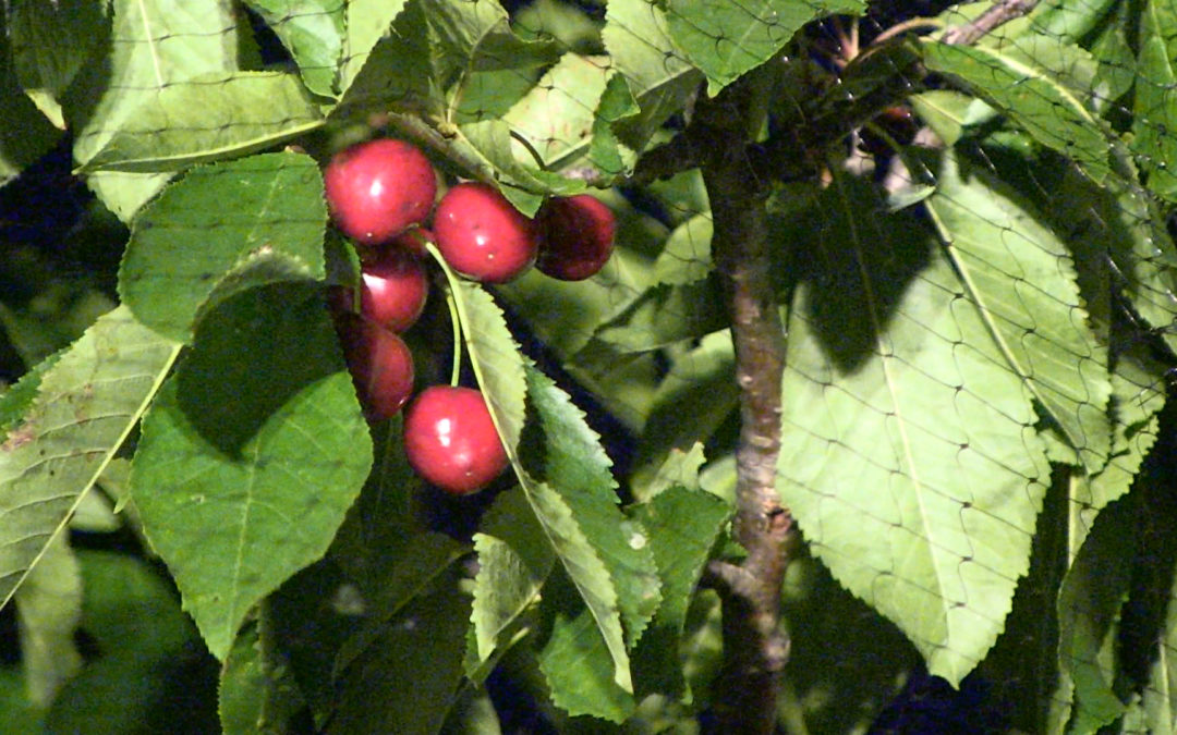 More cherries, and what to do with them
