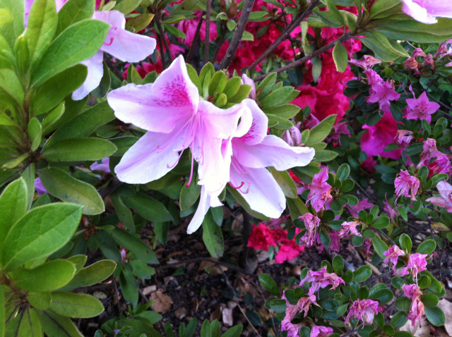 Freedom and Happiness is within yourself – the beauty of Azaleas