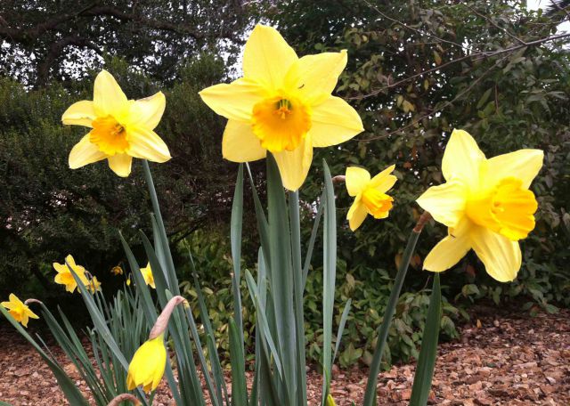 The power of environment – as seen with daffodils