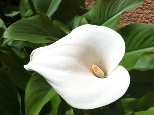 Turning negative into positive – as seen through the example of Calla Lilies