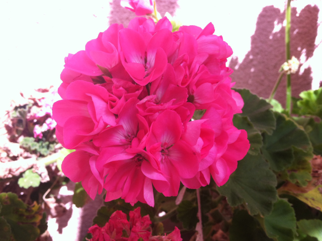 The beauty and power of a simple Geranium